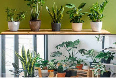 Insiprasi Tanaman Teras Rumah Estetik Hemat Biaya, Cantik Dipandang dan Mudah Dirawat