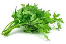 6 Manfaat Daun Seledri untuk Kesehatan dan Cara Mengolahnya agar Tetap Bernutrisi