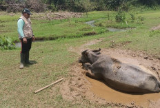 Jelang Idul Adha, Dinas Pertanian Kaur Imbau Peternak Lakukan Vaksinasi Ternak