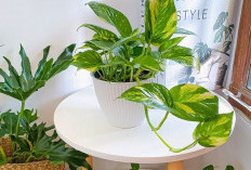 5 Tanaman Hias untuk Teras Kecil: Tidak Cepat Rimbun dan Bisa Digantung