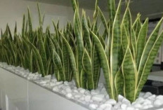 Inspirasi Tanaman Estetik untuk Teras Sempit Rumah Minimalis