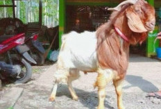 Geep Jaya Farm, Penyedia Kambing Jantan Berkualitas di Manna Bengkulu Selatan