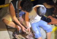 Diduga Edarkan Ganja, Humas PT SIL Diamankan Satresnarkoba Polres Seluma