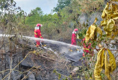 Hutan 10 Hektar di Kabupaten Kaur Terbakar
