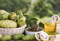 Manfaat Buah Mengkudu yang Didukung Penelitian Klinis: Menangkal Radikal Bebas hingga Menjaga Kesehatan Tubuh