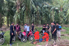 REAKING NEWS ; Polres Kaur Gerek Judi Sabung Ayam dan Dadu di Tanjung Kemuning